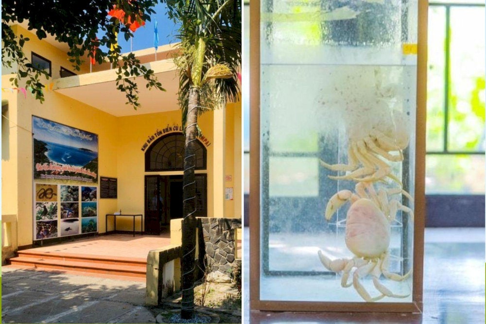 Cham Island Marine Museum is a place to display artifacts and specimens of animals and plants typical of this sea area